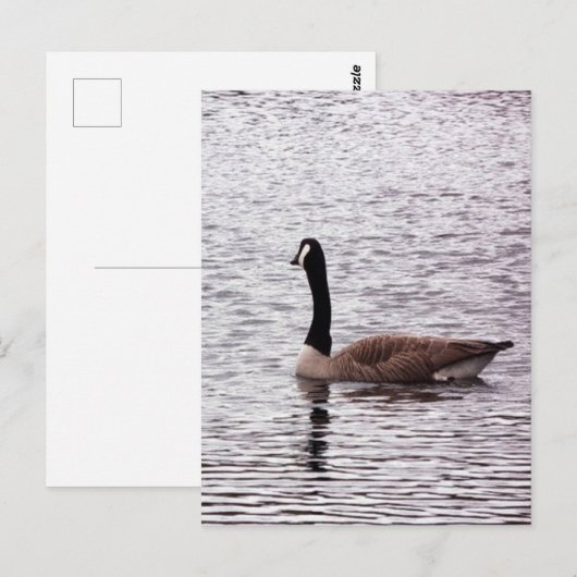 Die kanadische Postkarte (Vorne/Hinten)