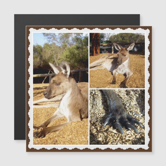Die Kangaroo-BildCollage, Magnetkarte (Vorne/Hinten)