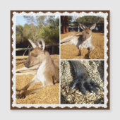 Die Kangaroo-BildCollage, Magnetkarte (Vorderseite)
