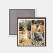 Die Kangaroo Bilderkollektion, Magnet (Vorderseite/Rückseite)