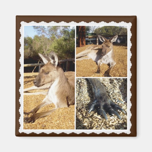 Die Kangaroo Bilderkollektion, Magnet (Vorne)