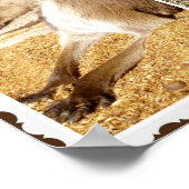 Die Kangaroo Bilderkollektion, Poster (Ecke)