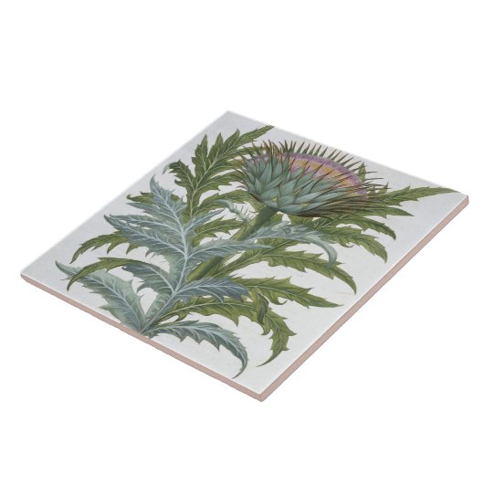 Die Karde, vom "Hortus Eystettensis" durch Bas Fliese (Seite)