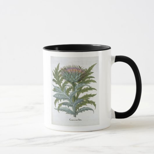 Die Karde, vom "Hortus Eystettensis" durch Bas Tasse (Rechts)