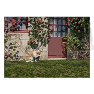 Die Katze bei der Hütte der Rose