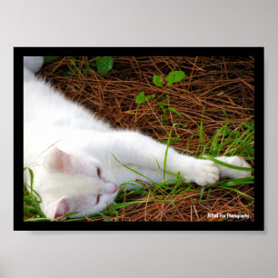 Die Katze in den Kiefernnadeln Poster