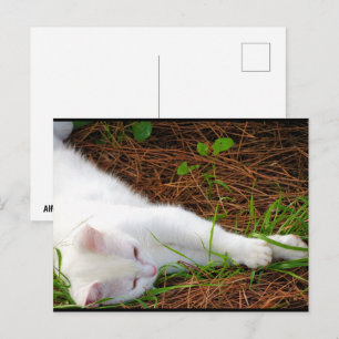 Die Katze in den Kiefernnadeln Postkarte