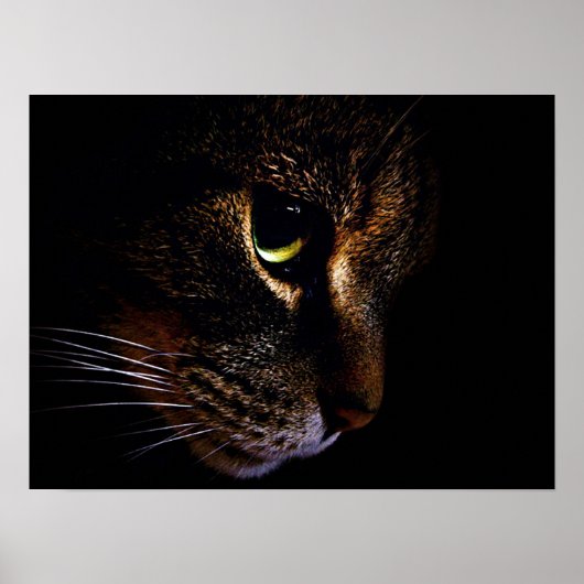 Die Katze Poster (Vorne)