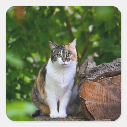 Die Katze Quadratischer Aufkleber (Vorderseite)