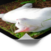 Die Katze und die Fliege Poster (Ecke)