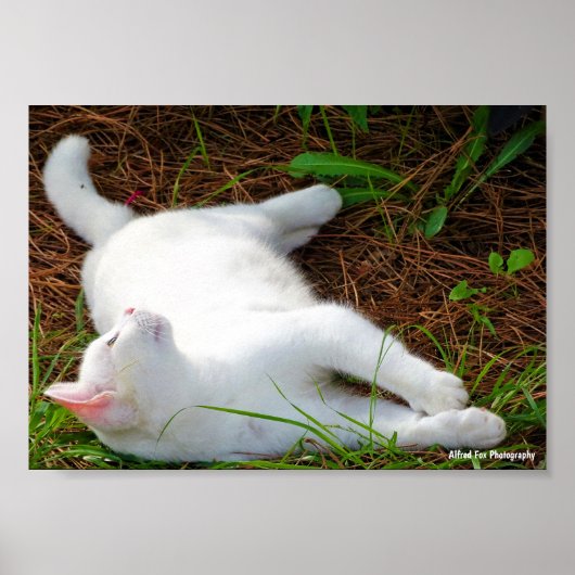 Die Katze und die Fliege Poster (Vorne)
