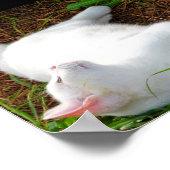 Die Katze und die Fliege Poster (Ecke)