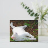 Die Katze und die Fliege Postkarte (Stehend Vorderseite)