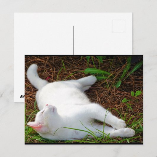 Die Katze und die Fliege Postkarte (Vorne/Hinten)