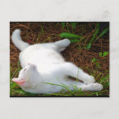 Die Katze und die Fliege Postkarte (Vorderseite)