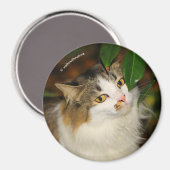 Die Katze und die Kamelie Magnet (Vorderseite/Rückseite)