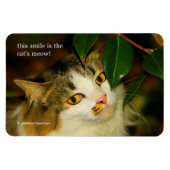 Die Katze und die Kamelie Magnet (Horizontal)