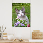 Die Katze und die Petunien schlagen Poster (Küche)