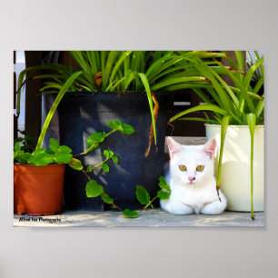 Die Katze zwischen den Pflanzen Poster