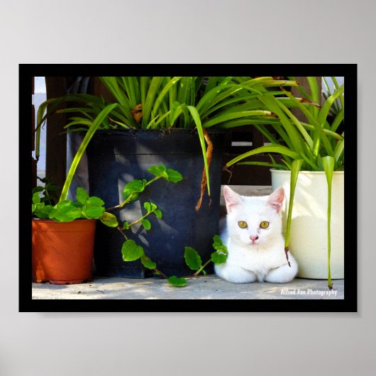 Die Katze zwischen den Pflanzen Poster (Vorne)