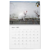 Die Katzen der Alten San Juan, Kalender 2017 (Mär 2027)