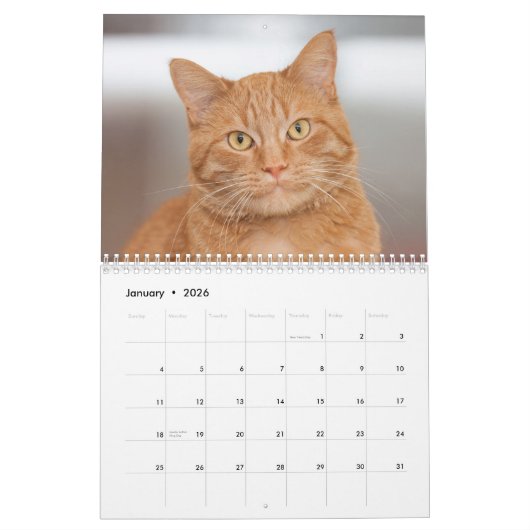 Die Katzen im Kinderwagen 2014 Kalender (Jan 2026)