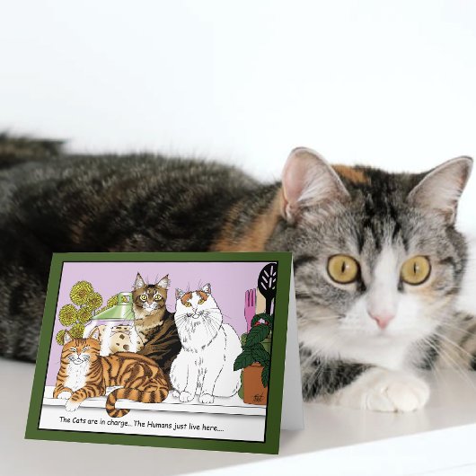 Die Katzen sind verantwortlich Karte