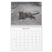 Die Katzen von Swede Hill, 2009 Kalender (Mär 2027)