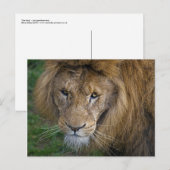 Die King Postcard Postkarte (Vorne/Hinten)