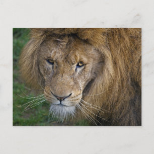 Die King Postcard Postkarte
