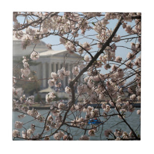 Die Kirschblüten blühen in Washington DC Fliese