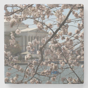 Die Kirschblüten blühen in Washington DC Steinuntersetzer