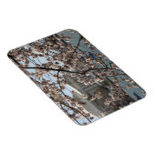 Die Kirsche blüht in Washington DC Magnet (Rechte Seite)