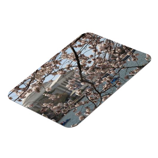 Die Kirsche blüht in Washington DC Magnet (Linke Seite)