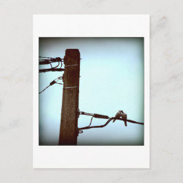 Die KISS-Postkarte Postkarte