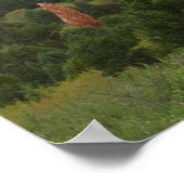 Die Kissing-Kamele im Garten der Götter Poster (Ecke)