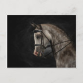 Die Klasse Arabiens Postkarte (Vorderseite)