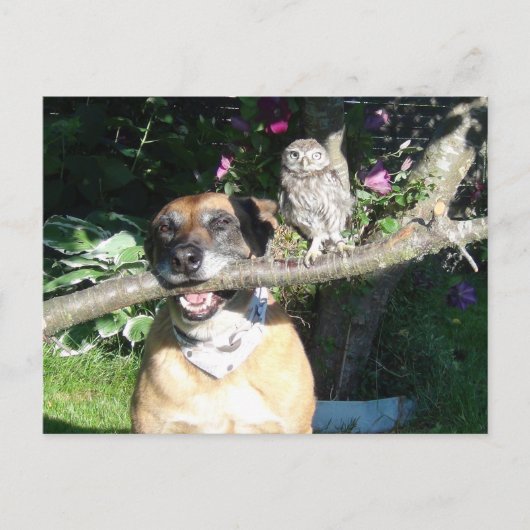 Die kleine Eule und der große Hund Postkarte (Vorderseite)