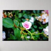 Die kleine Rose Poster (Vorne)