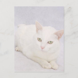 Die kleine weiße Katze Postkarte