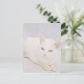 Die kleine weiße Katze Postkarte (Stehend Vorderseite)