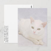 Die kleine weiße Katze Postkarte (Vorne/Hinten)