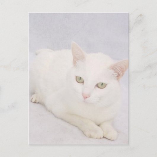 Die kleine weiße Katze Postkarte (Vorderseite)