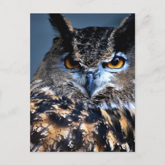 Die kluge Postkarte (Vorderseite)