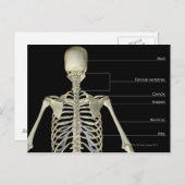 Die Knochen des Oberkörpers Postkarte (Vorne/Hinten)