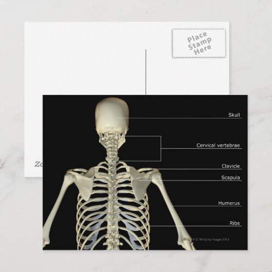 Die Knochen des Oberkörpers Postkarte (Vorne/Hinten)