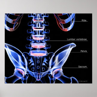 Die Knochen des unteren Rückens Poster
