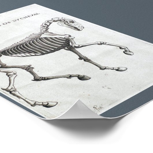 Die Knochen eines Pferdes Poster (Ecke)