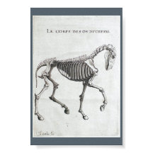 Die Knochen eines Pferdes