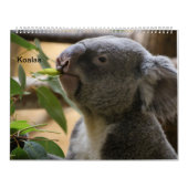 Die Koalas Kalender (Titelbild)